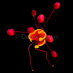 Beyond-082117-9411