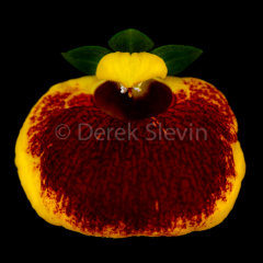 Bloated-Man-050518-2999-2