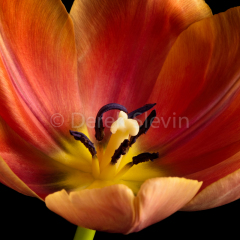 Emergence-021410-6260