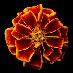 Holy-Star-082017-8264