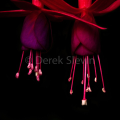 Lovers-Whisper-091709-7803
