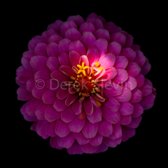 Moon-Rising-082315-2155