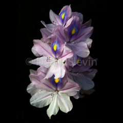 Natural-Brillance-092715-3298