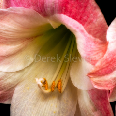 Natural-Wonder-043010-4761
