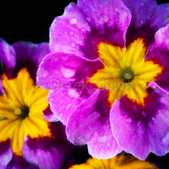 Radiance-040210-6469