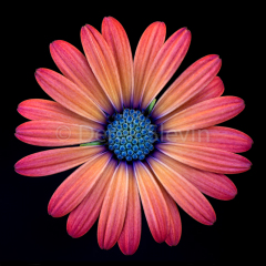 Romantic-091017-1034