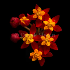 Sprinkle-of-Magic-101417-6370