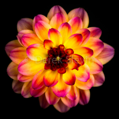 Sweet-Delight-070217-0944