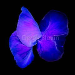 Butterfly-Glitter-021618-8133