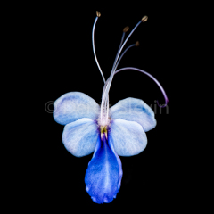 Metaphor-Poems-of-the-Dragonfly-3-062118-8560