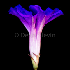 Moving-Into-Blue-042818-2396