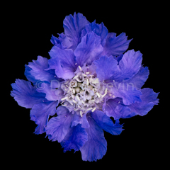Sapphire-012718-5583