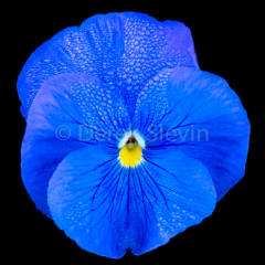 Sapphire-Morningrose-102217-6442