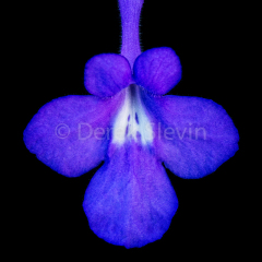 Secret-Alphabets-090917-0442