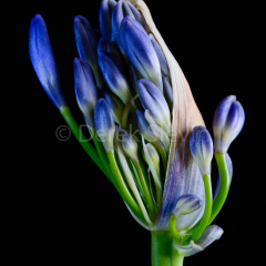 Spring-Rain-050811-9329