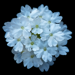 Summer-Blues-080717-5323