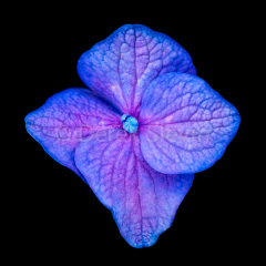 Summerland-Sun-Flake-Lucky-060818-6498