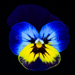 Sunbeam-Morningvine-020318-6293