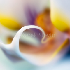 Orchid-Abstract-2-020311-1517