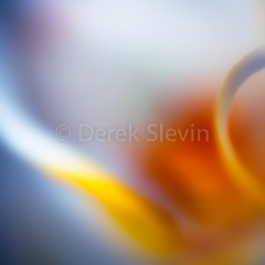 Orchid-Abstract-3-022711