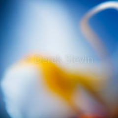 Orchid-Abstract-4-022711