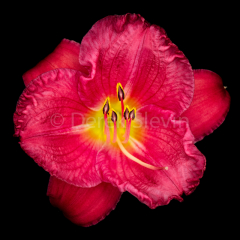 Afternoon-Delight-051818-4206