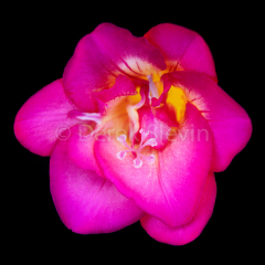 Amelia-032919