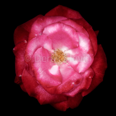 Arpina-062818-0863