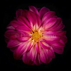 Bloom-062517-8729