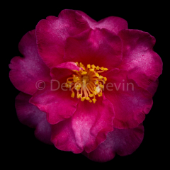 Buttercup-Muffin-Plum-Blossom-Woman-111117-0123