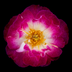 Coco-050418-3033