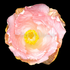 Dream-Flower-062118-9321-2