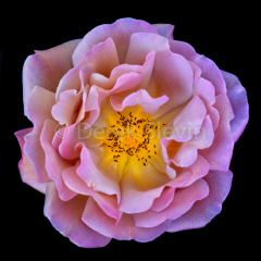 Enchanted-Flower-010217-2875