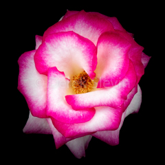 Evanescent-Dreams-032318-9738