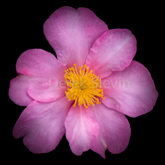 Exhilarated-010718-3723