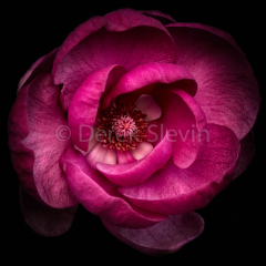Flower-X-010618-3411