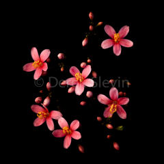 Flutter-Jacks-070217-2636