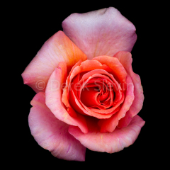 Forever-Love-03018-0563