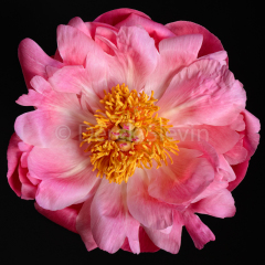 Lady-In-Pink-062611-1617