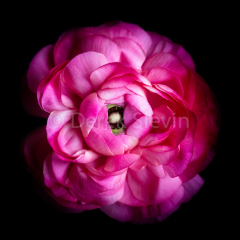 Magnificence-051616-5885