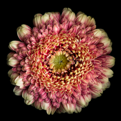 Soul-Flower-061217-7866