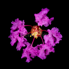 Amalthea-061618-9117