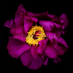 Athena-040718-1728