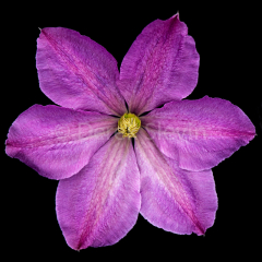 Dragonfire-Blossom-051818-4057