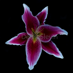 Emperor-of-Darktown-Society-012818-6126