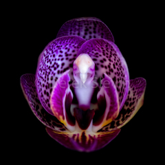 Evolution-060318-5710