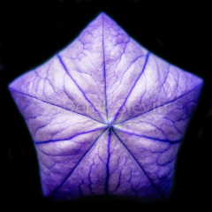 Fractal-Plane-081317-6253