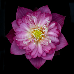 Heart-of-Magic-081018-1545