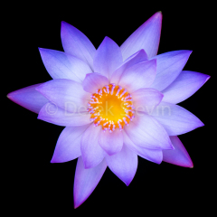 Hearts-of-Fire-062118-0086