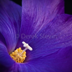 Hidden-Jewel-in-a-Blue-Sky-030411-5066